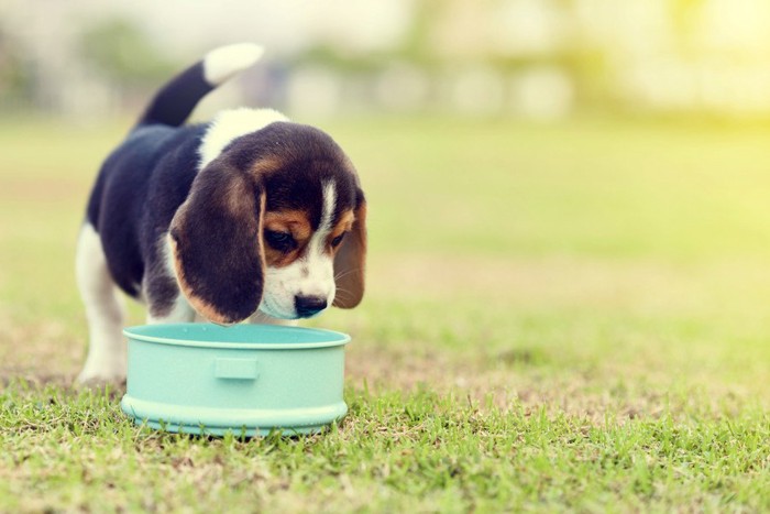 ご飯を食べる子犬