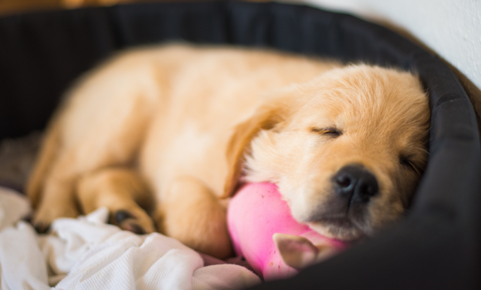 眠る犬