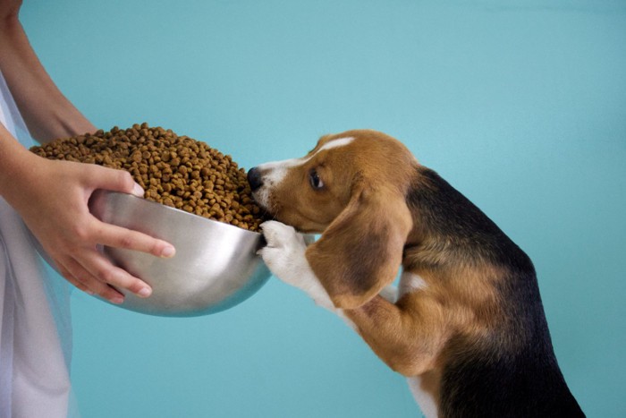 ご飯を食べようとする子犬