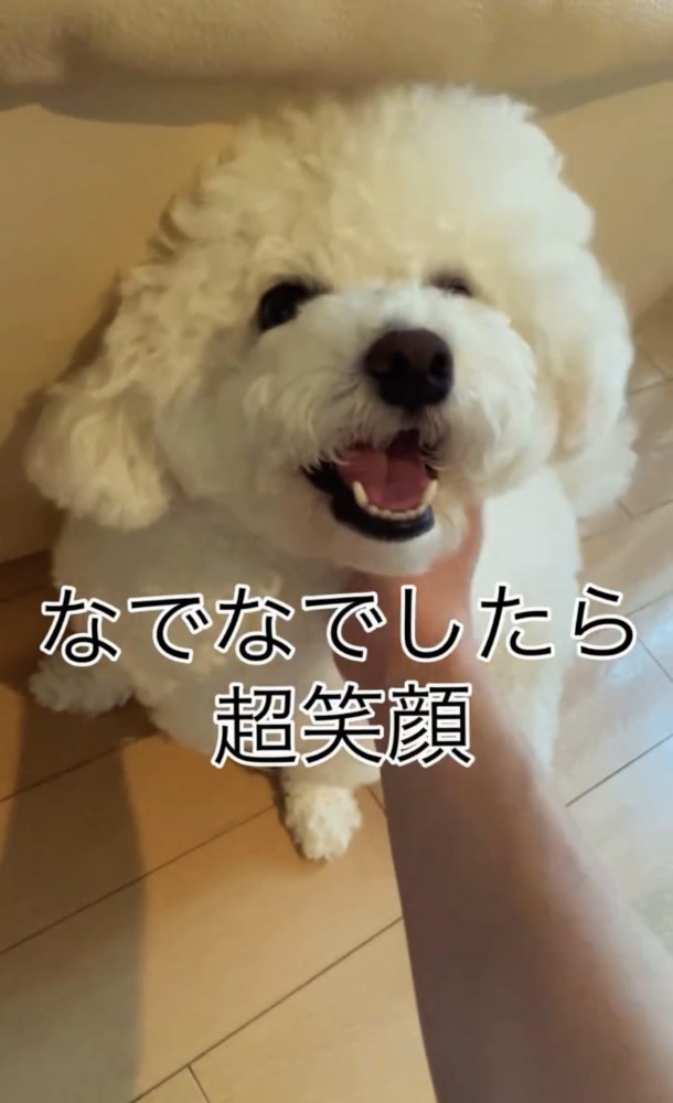 顎を撫でられる犬