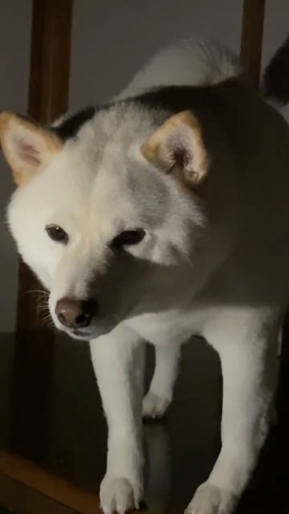 こちらをじっと見つめる犬