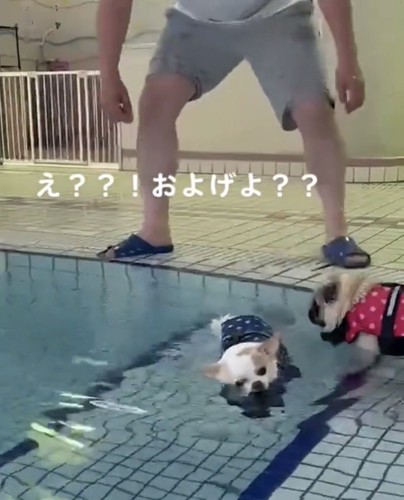 流される犬を見つめる犬