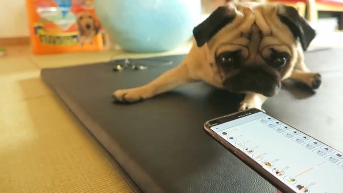 スマホをのぞき込む犬