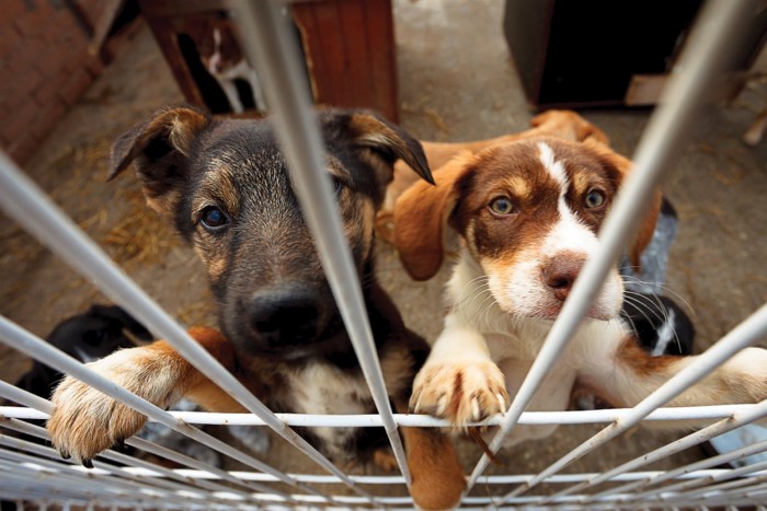 保護施設の犬舎の中の犬たち