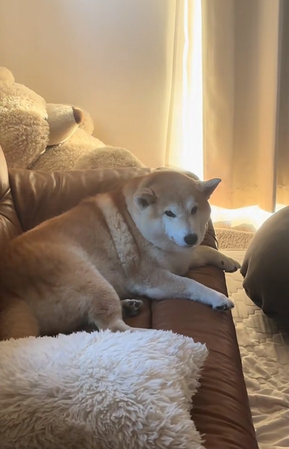 ひとりになったるるちゃん