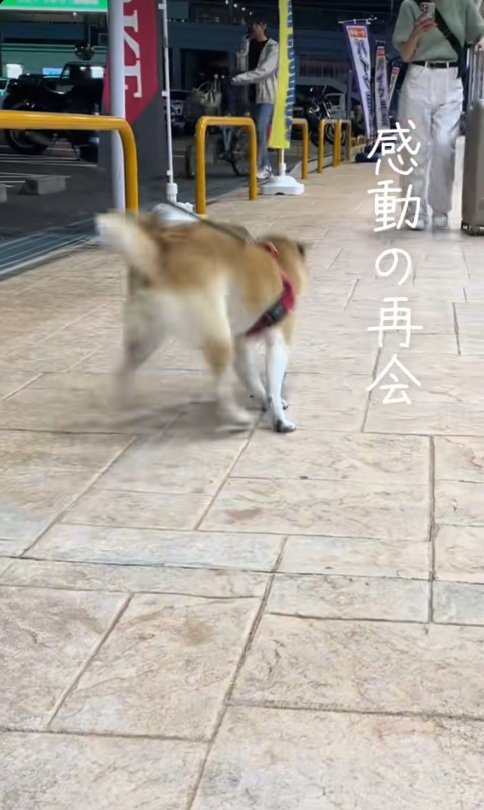 早く行きたい柴犬