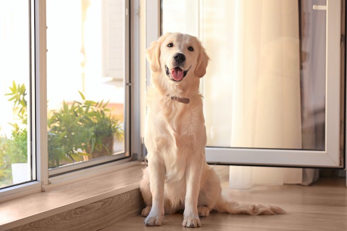 換気中の部屋で座っている犬