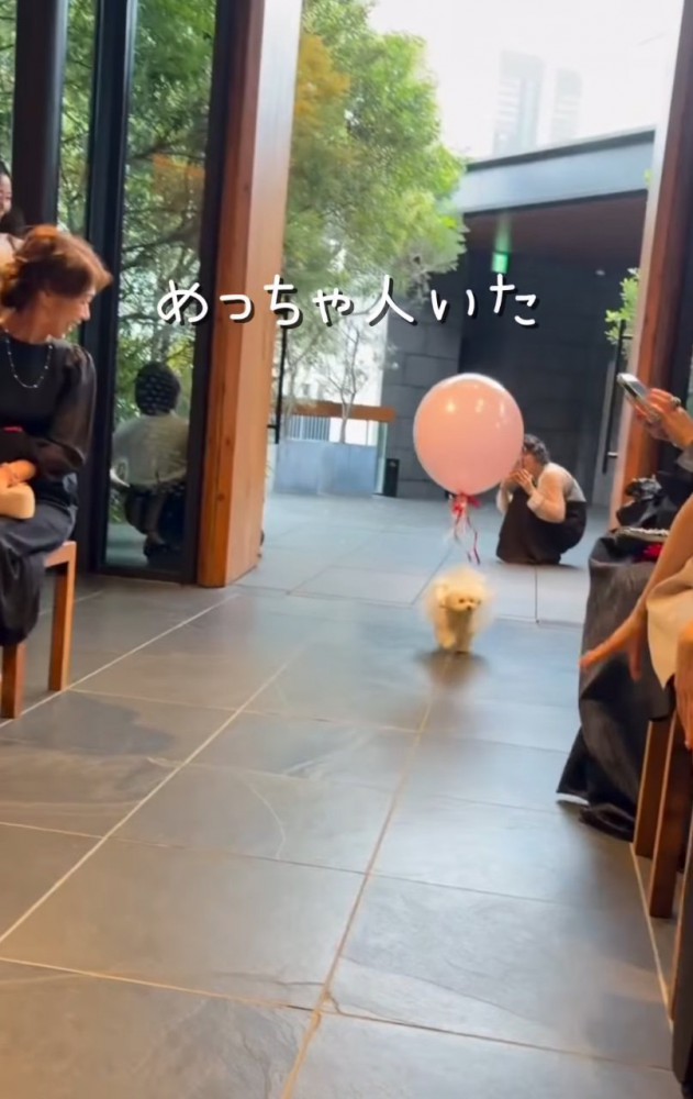 式場に入場する犬