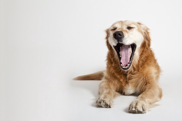 目を閉じて大きなあくびをする犬