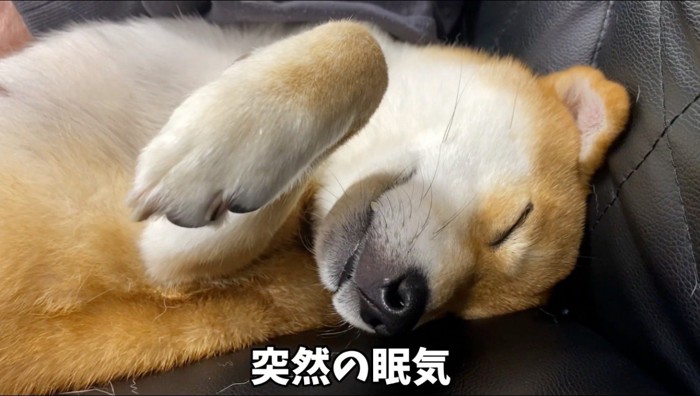 目を閉じる犬