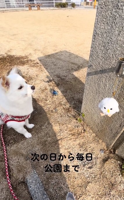 毎日公園へ来たべらちゃん