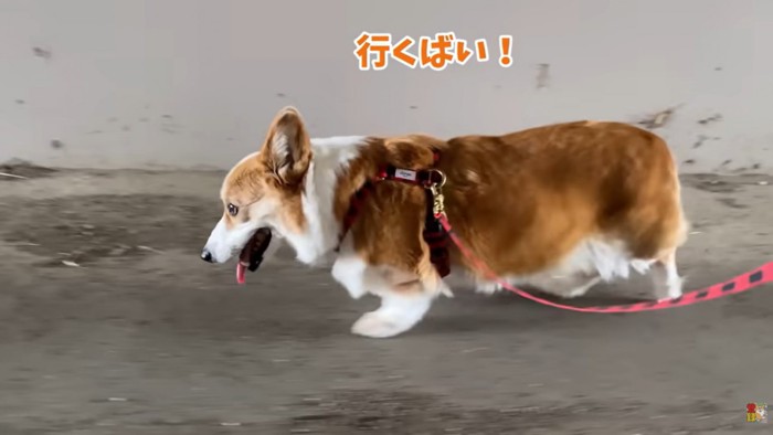 軽快に歩くはなちゃん