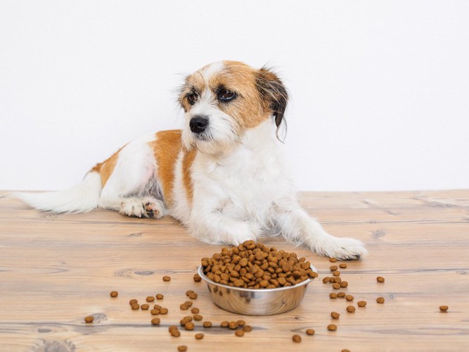 ドッグフードの前で伏せる白茶の犬