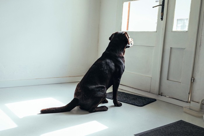 玄関で見送りをする犬の後ろ姿