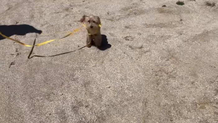 散歩するももたくん
