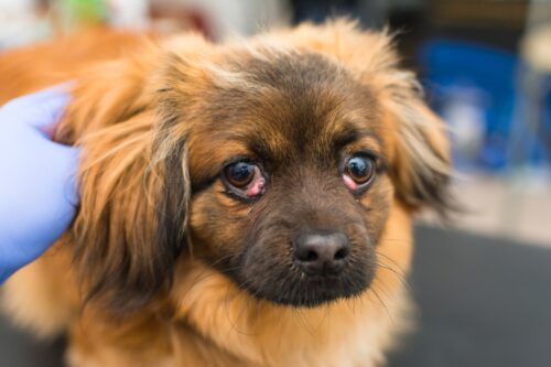 両目がチェリーアイの犬2