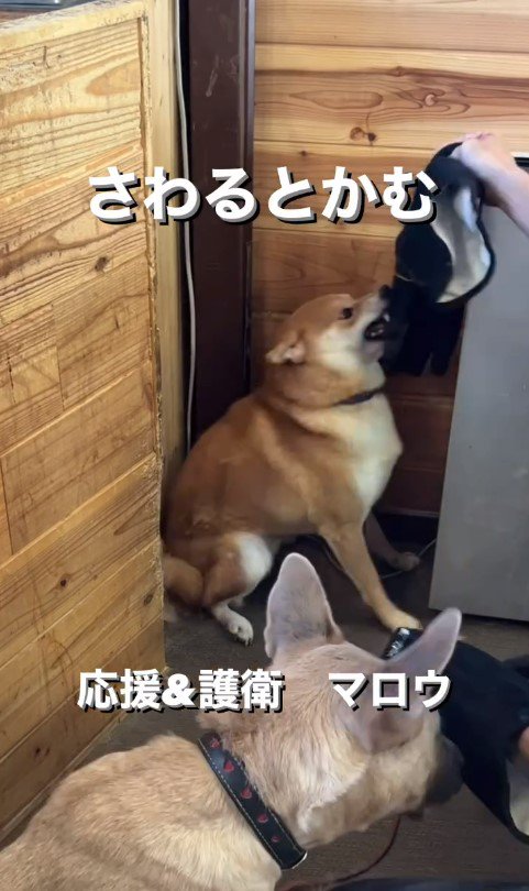 触ると咬む犬のリハビリ3