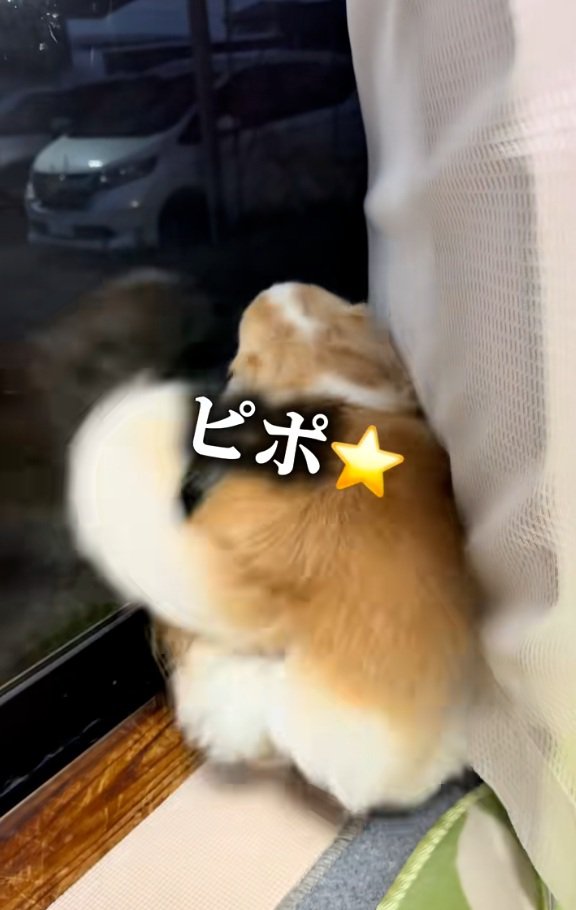 声が出てしまうチワワさん