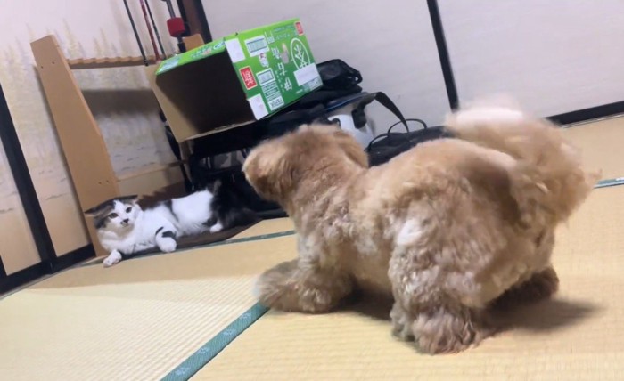 懲りずに遊びに誘うイヴちゃん