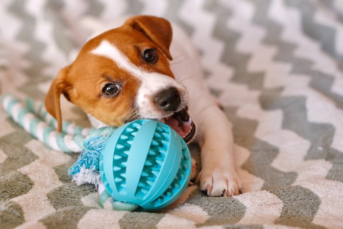 オモチャを噛む子犬