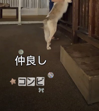 パパと並んで外を見るイブキくん