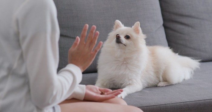 マテをしている人の手とポメ