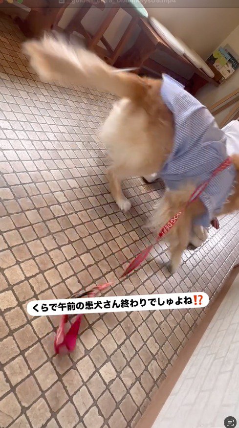 体を起こす犬