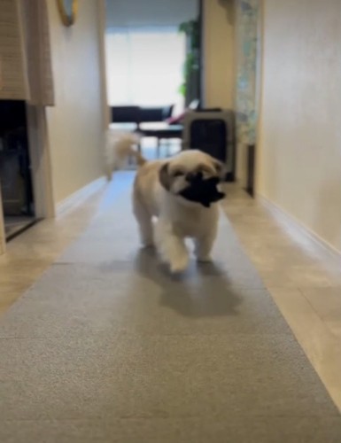 こちらに走ってくる犬