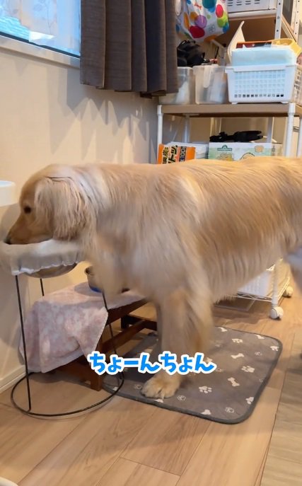 ちょんちょんするコロッケくん
