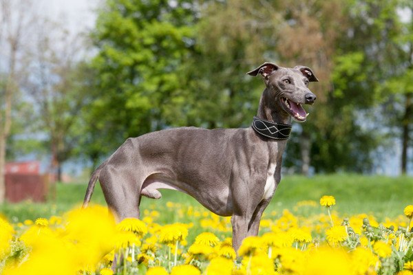 花畑のイタリアングレーハウンド