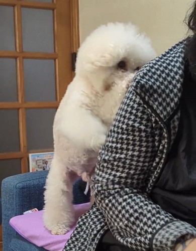 肩に寄りかかる犬