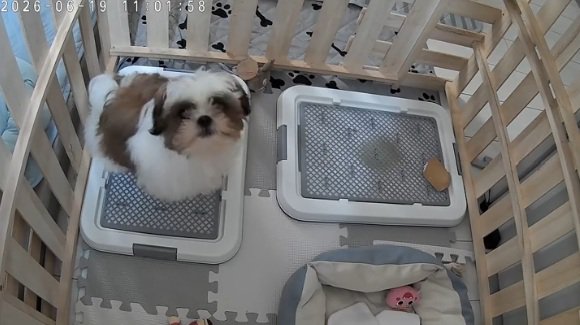 カメラを見るこた君