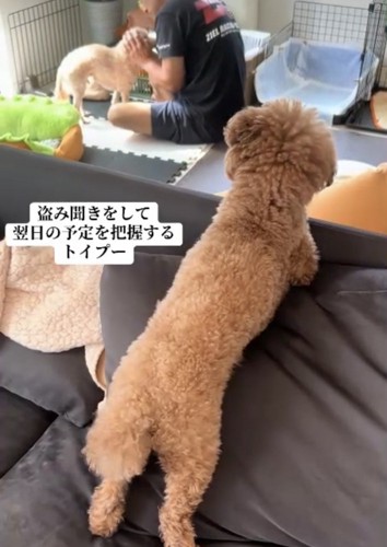 ソファの向こうで話すパパと犬