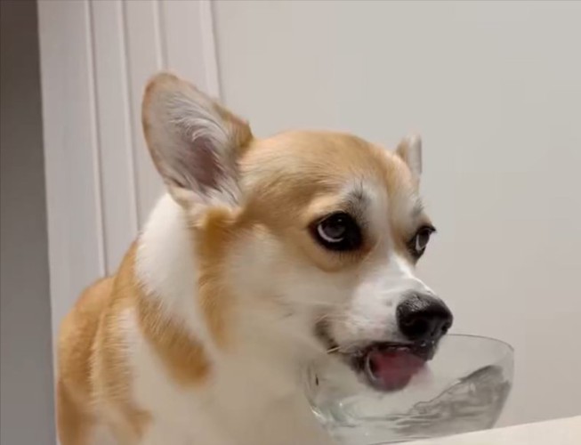 コーギー