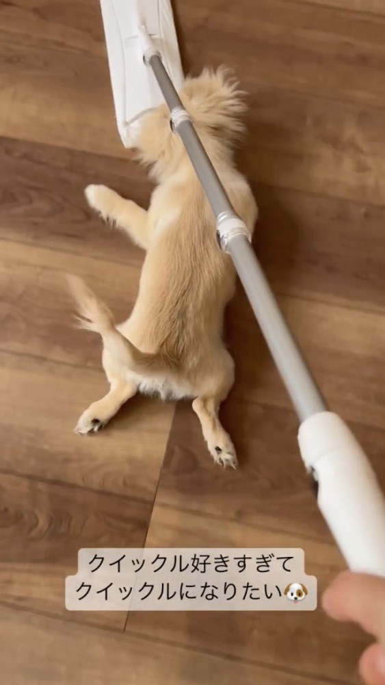 お掃除ワイパーと犬