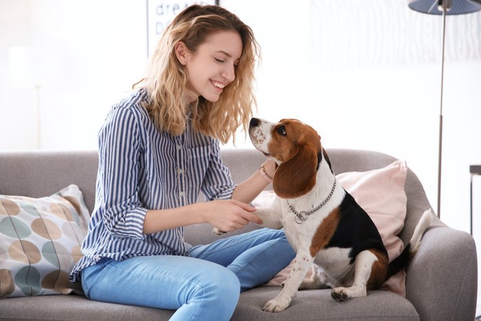 ソファーに座って飼い主と見つめ合うビーグル犬