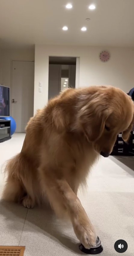 ベルの上に前足をのせる大型犬