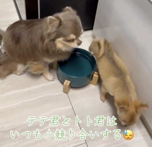 水飲み皿のそばから歩き出す犬