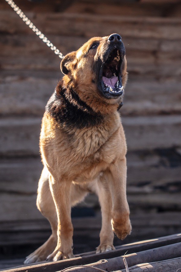 激しく吠える鎖のリードを着けた犬