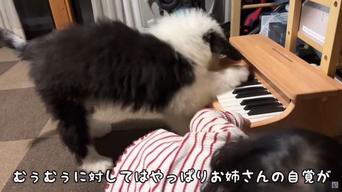 天才ジャズピアノ犬爆誕！