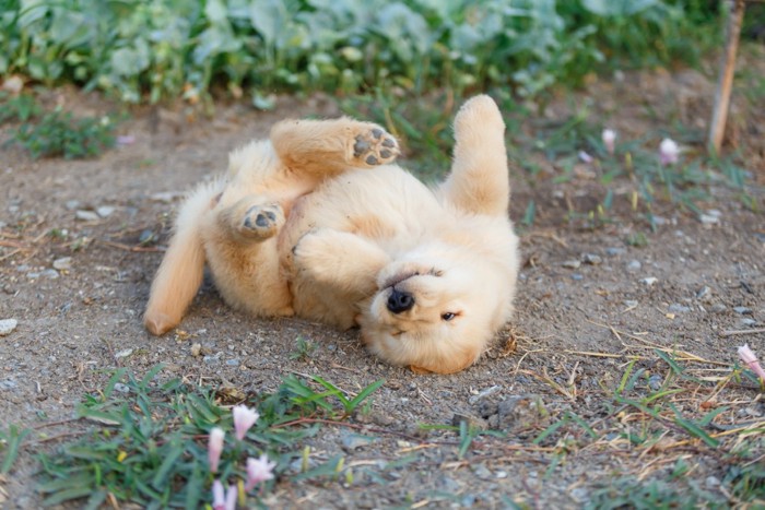 地面で転がる子犬