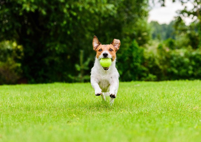 ボールを持ってくる犬