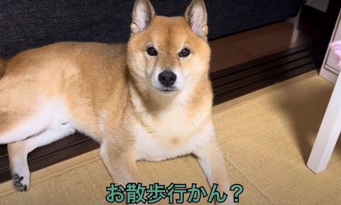 お散歩行かん？と聞かれる犬