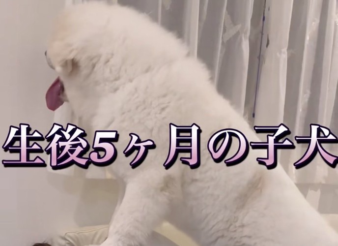 モッフモフのチャックくん