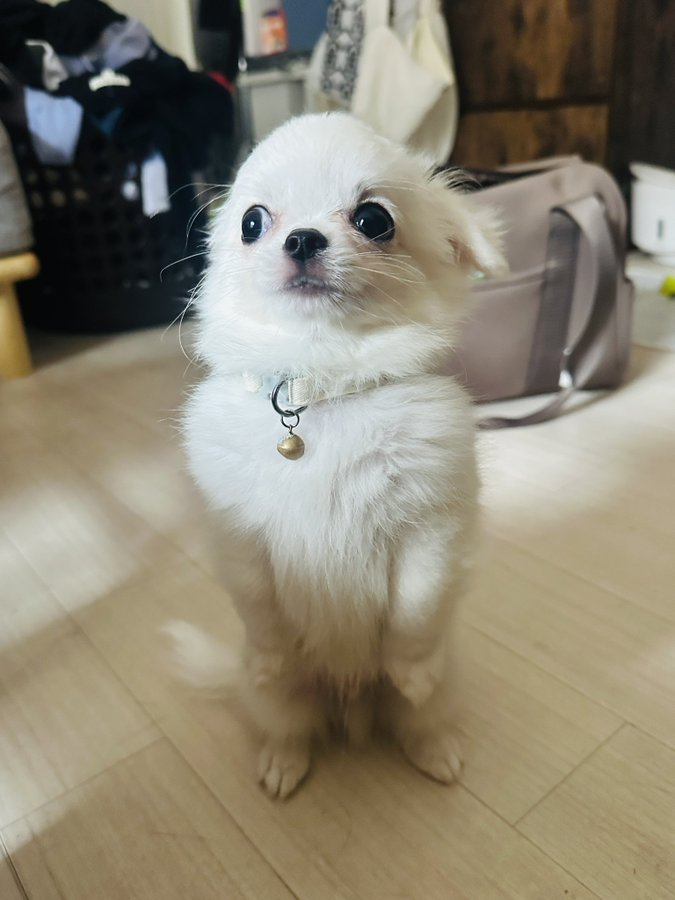 キャラ
