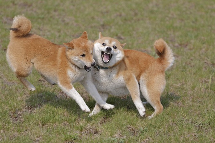 じゃれて遊ぶ柴犬二頭