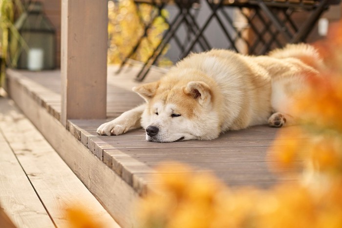 ベランダで昼寝する柴犬