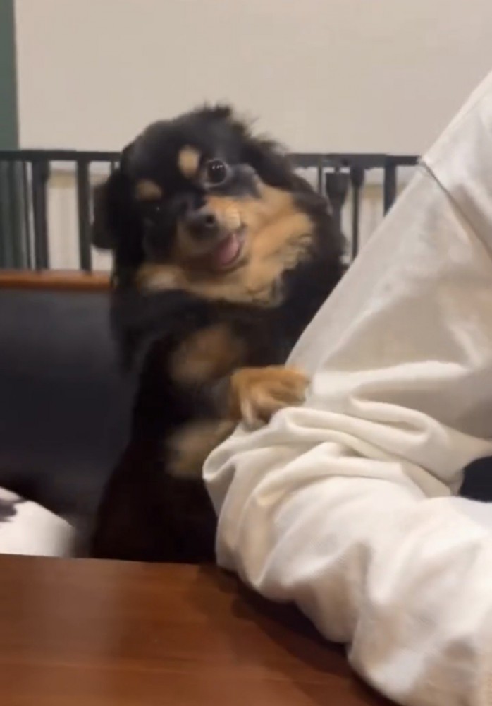 人を見上げる犬
