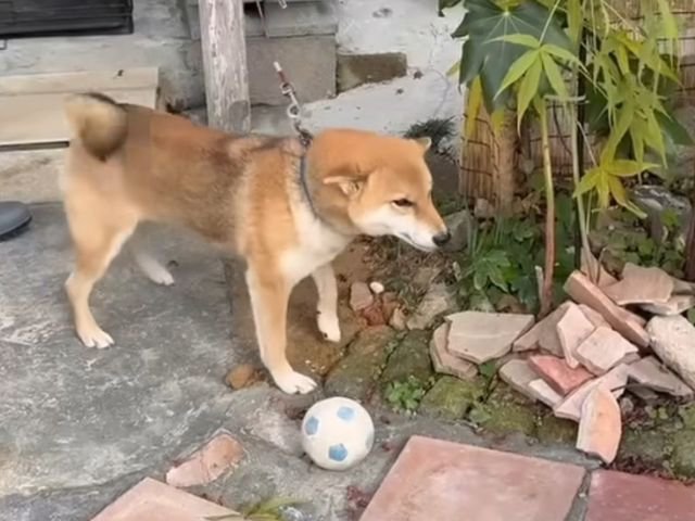 リードにつながれている柴犬