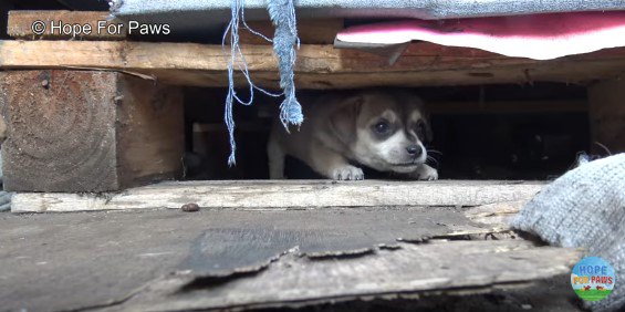 外をのぞく子犬